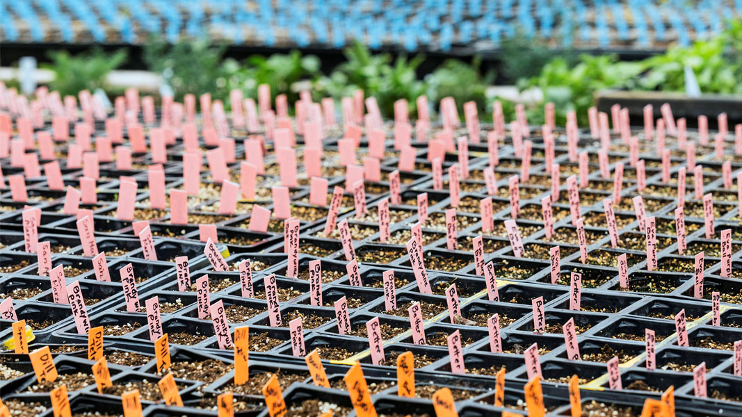 Seedlings in a garden