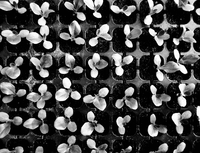 Imagem de uma sequência de plantas em pequenos vasos 