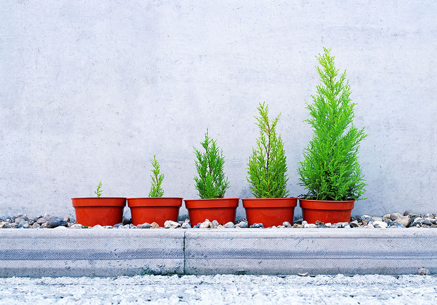 Plants in red pots