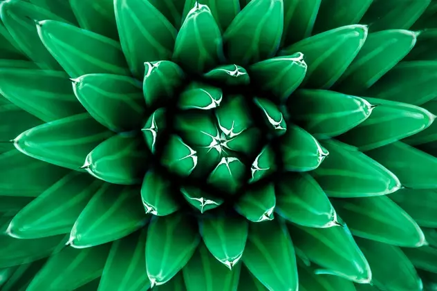 Growing plant
