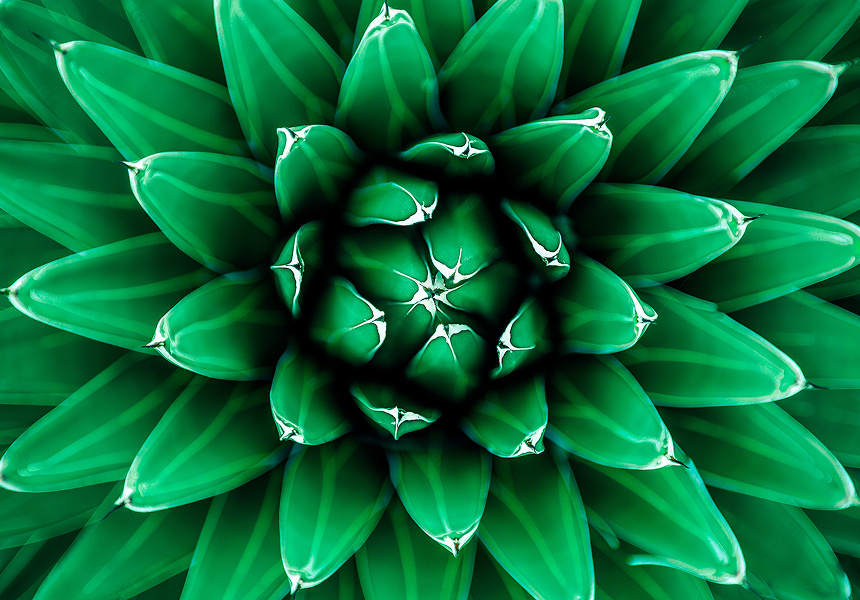 image of a blooming flower