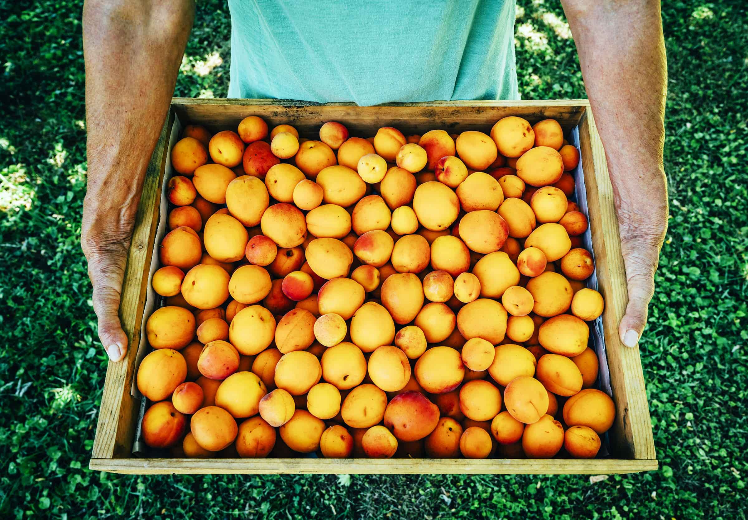 Man holding box of peaches