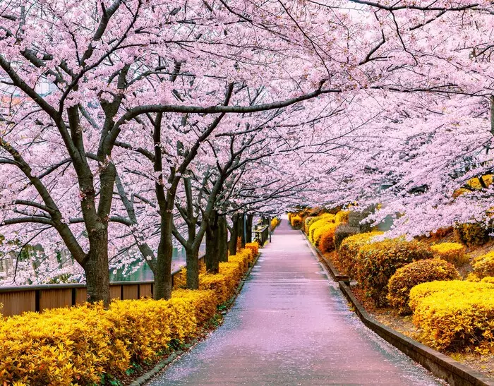 开花