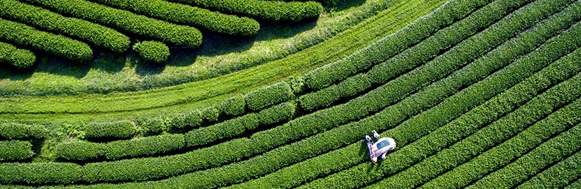 Birdseye view of a field of crops
