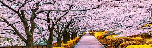 healthcare, Chinese:樱花