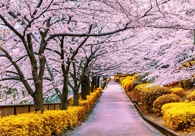 日本のブラックロック