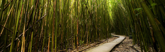 wooden pathway in between bamboo shoots