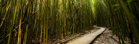Reed forest with boardwalk