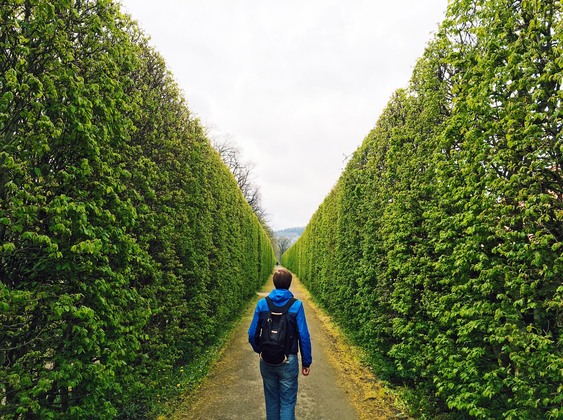 man in hedge maze