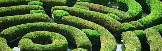 a close-up of green hedge