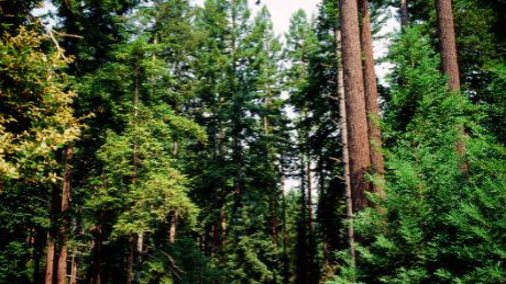 Environmental impact