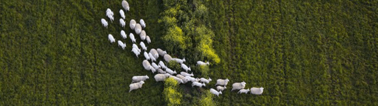 Image of sheep changing direction in an open green field