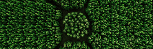 Recent resilience of mega-cap growth