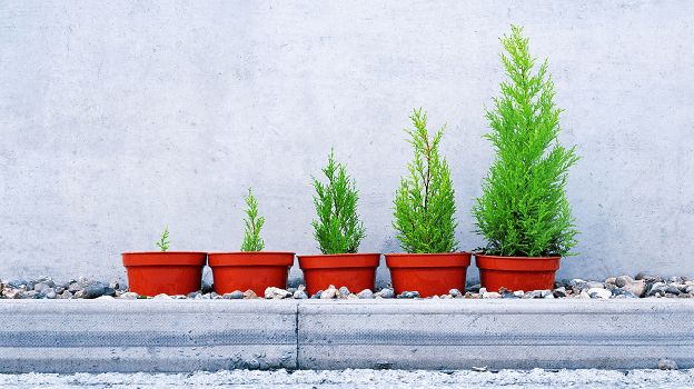 Row of plants in ascending order of height