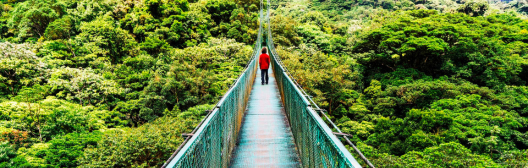 A hanging brown wooden bridge suspended between trees in the middle of a dense green forest