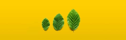 this image is showing 3 leaves of varying sizes