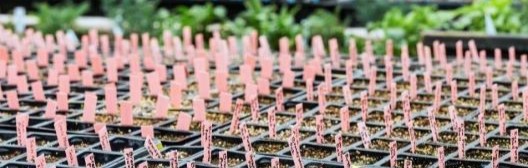 Several recently-planted plants side by side