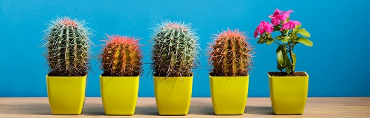 image of various types of plants