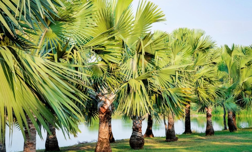 Row of thriving palm trees by water, symbolizing growth, strong roots, and sustainable practice management strategies.