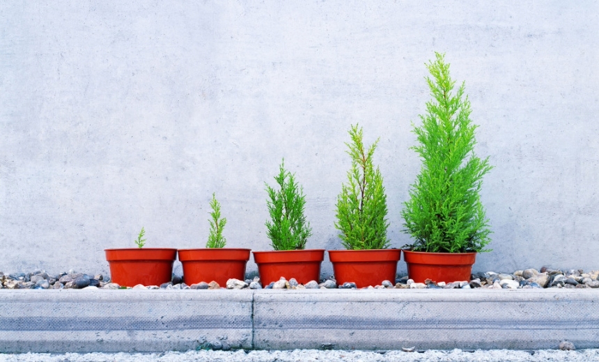 Row of five potted plants growing in size, symbolizing practice growth through retirement plan strategies