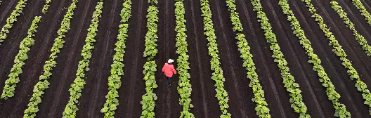 Person in field