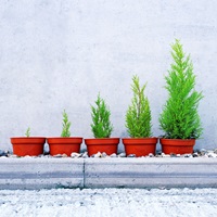 Plants growing in ascending order
