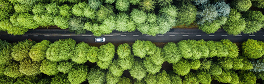 many trees and a car
