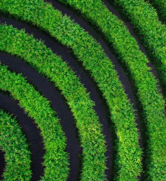 Photo of rows of green hedges