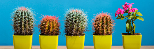 4 cacti 1 flower
