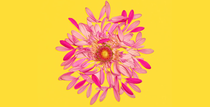 Pink flower with loosely arranged petals on yellow background.