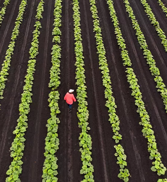 Ein Landwirt in einer Reihe von Pflanzen auf einem Acker.