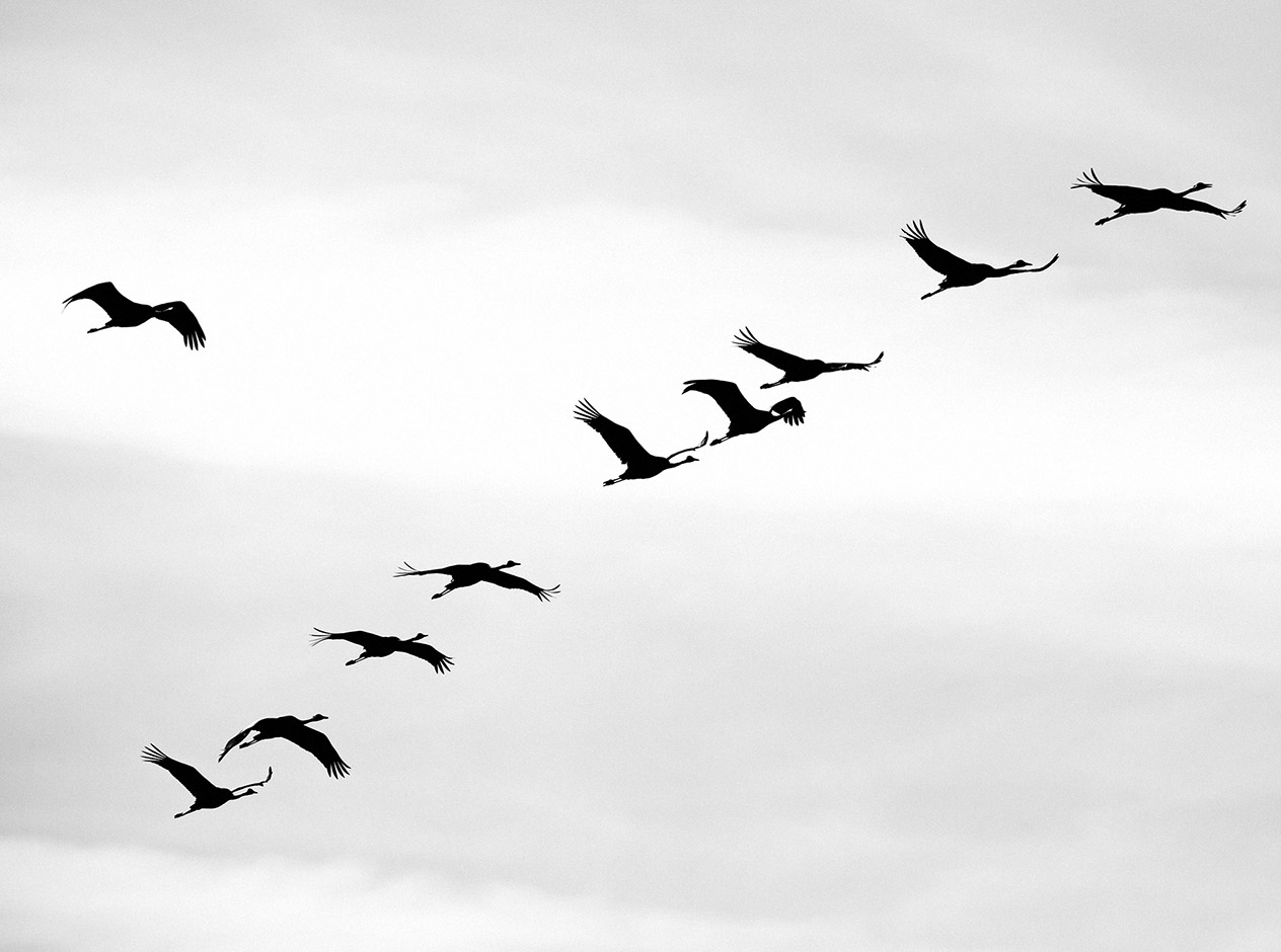 Imagen de pájaros volando a nuevas alturas