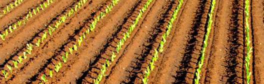 Luftperspektive auf ein Feld.