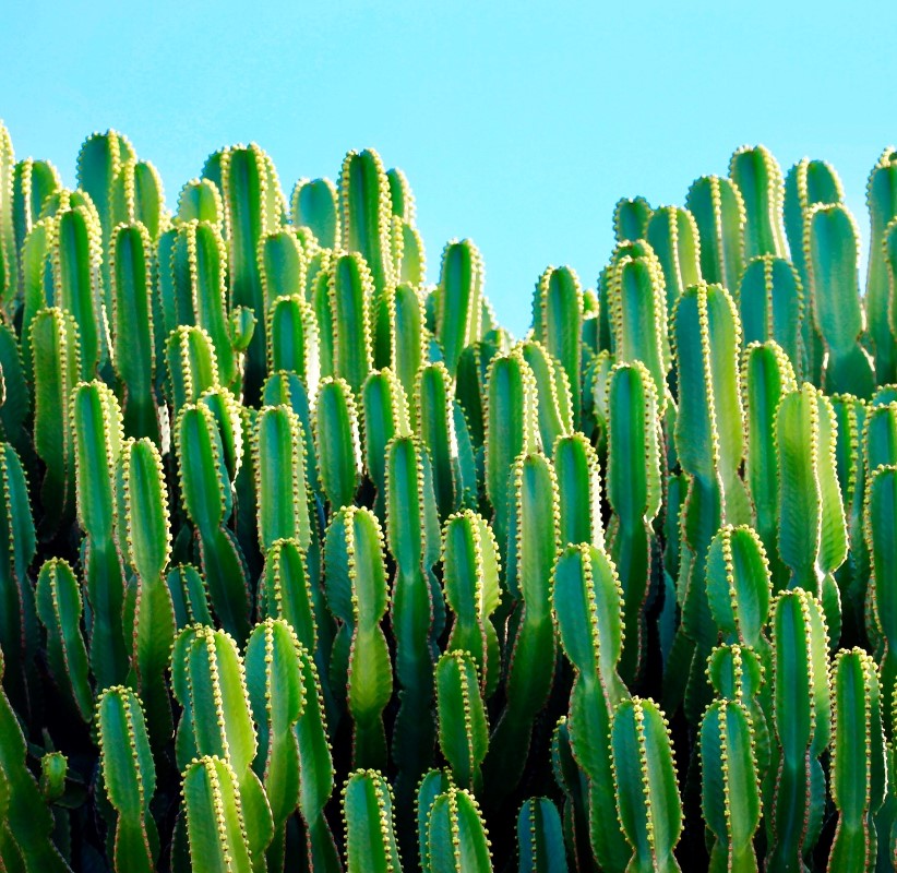 A group of cacti against a blue background.