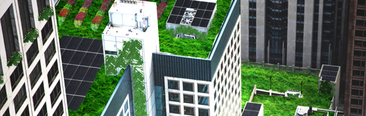 Grass grown on bulidings