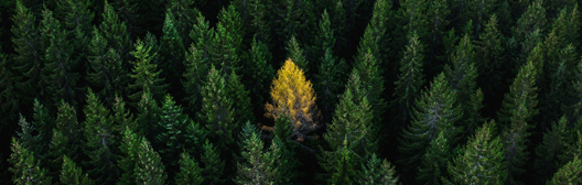 Yellow tree in forrest