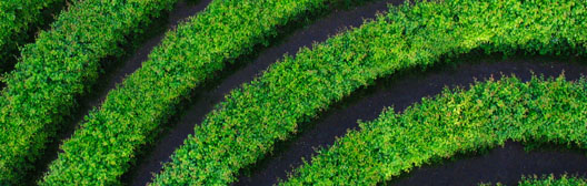 Draufsicht auf eine grüne Hecke