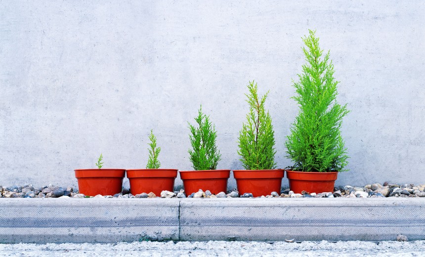 Five plant pots with growing trees.