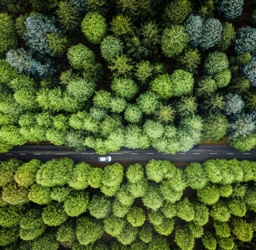 Strada tra gli alberi