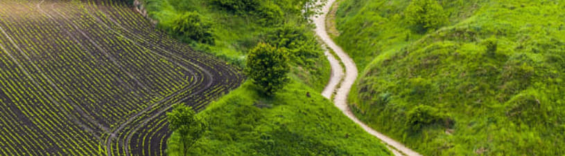 Rice fields in the country side
