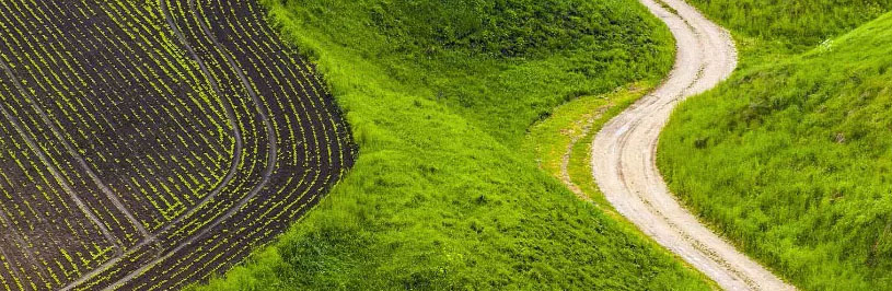 Ein geschwungener Kiesweg verläuft durch leuchtend grüne Hügel neben einem Feld mit gleichmäßig angeordneten Pflanzreihen.