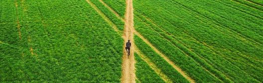 Man walking across green fields on a path.