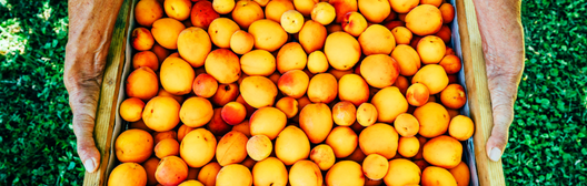 Man holding box of oranges