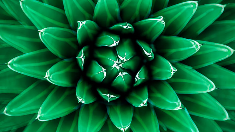 Green plant opening up