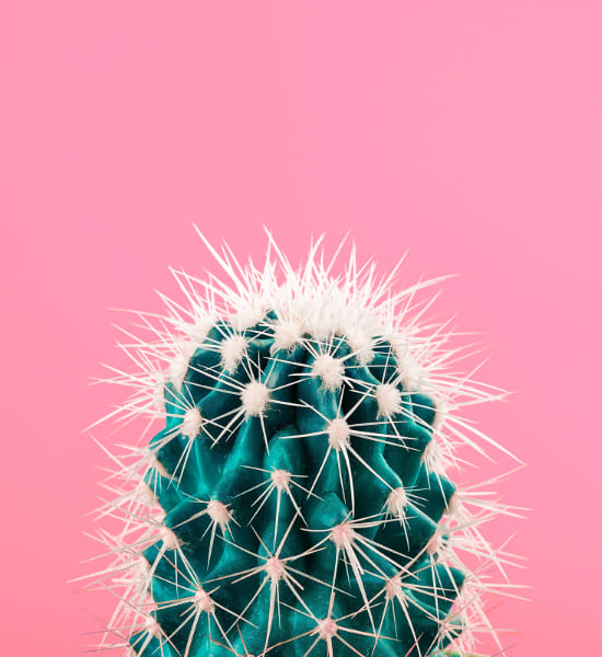 Cactus plant in front of a pink background