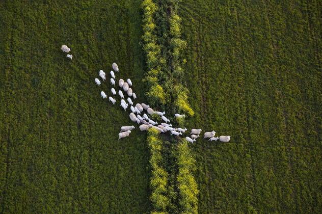 Sheep in a farm moving in a direct line