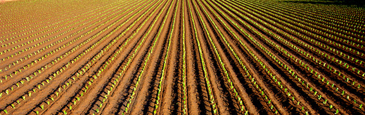 farm field