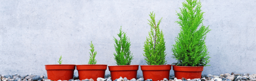 Five small green plants in red pots arranged by size on a concrete ledge against a gray wall