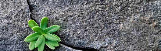 A small green succulent grows from a crack in a gray rock surface, symbolizing resilience and growth in a harsh environment.