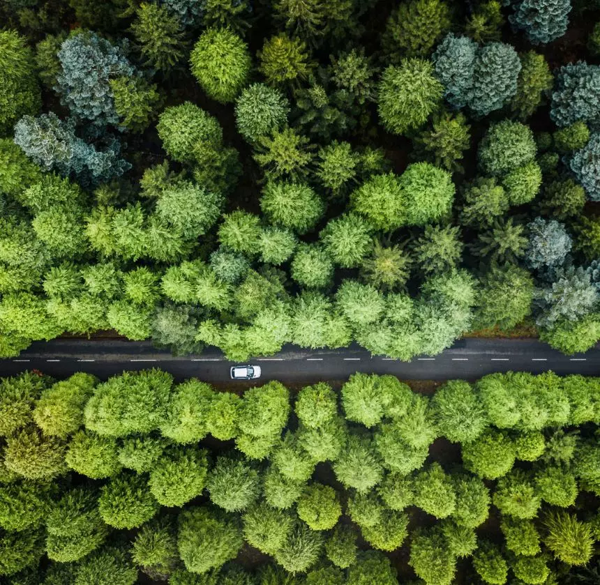 Road between trees
